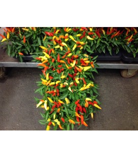 Capsicum pot 12 cm