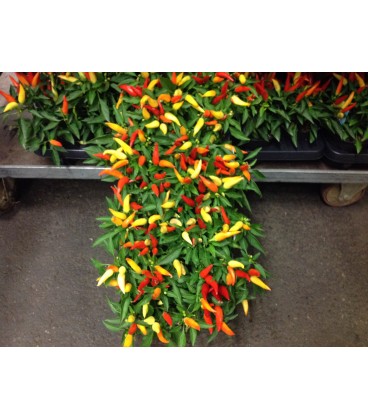 Capsicum pot 13cm