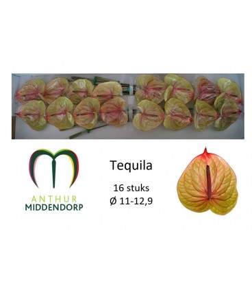 Anthurium Tequila par 12