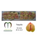 Anthurium Tequila par 12