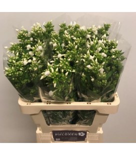 Phlox Snow 60 cm
