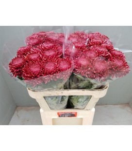 Chrysantheme G Bigoudi red