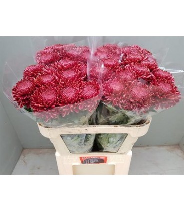 Chrysantheme Bigoudi red