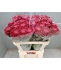 Chrysantheme G Bigoudi red