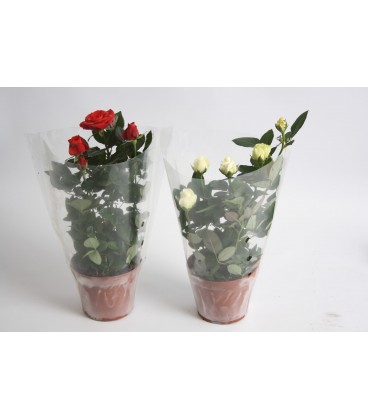 Rosier mix Ø 12 ( petit)