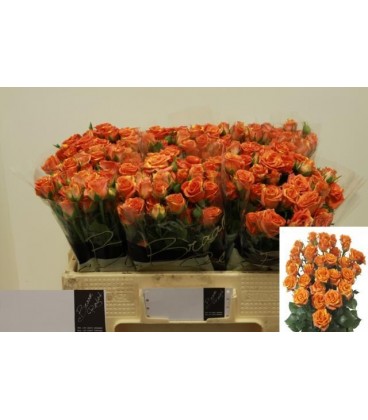 Rose Branchue Smashing 40 cm