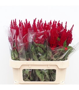 Celosie Sunday Red 40 cm