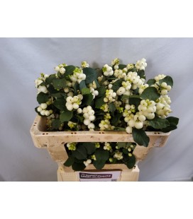Symphorine Mag Avalanche 60 cm