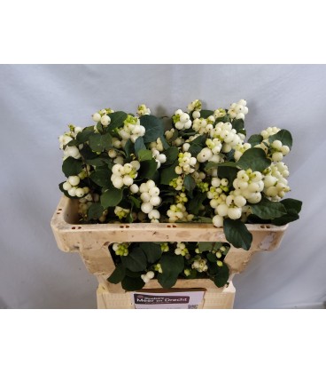 Symphorine Mag Avalanche 75 cm