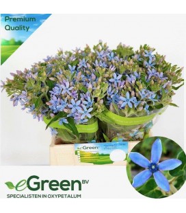 Oxypetalum Heavenborn 45 cm