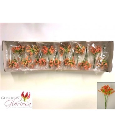 Gloriosa Exot Orange 