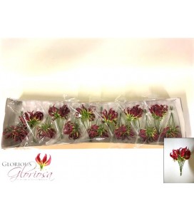 Gloriosa Rothschild Water  x 5