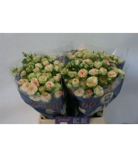 Rose Branchue Romantic pepita 40 cm