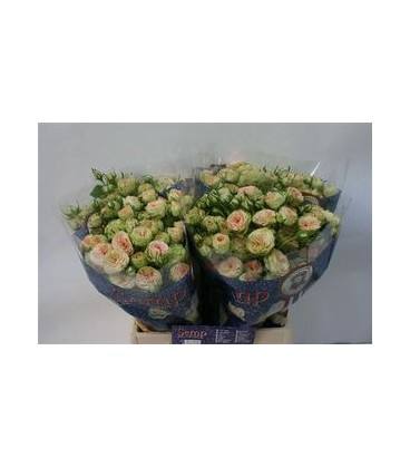 Rose Branchue Romantic pepita 40 cm