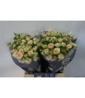 Rose Branchue Romantic pepita 40 cm
