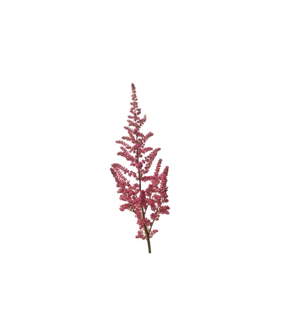 Astilbe Vision  pink