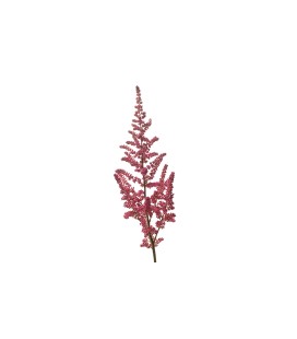 Astilbe Vision  pink 55 cm