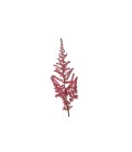 Astilbe Vision  pink