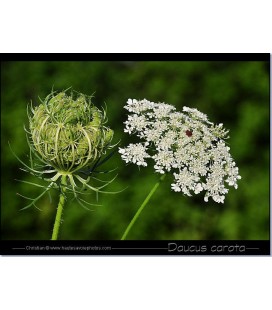 Daucus carota 80 cm (carotte sauva)