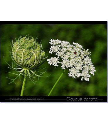 Daucus carota 70 cm (carotte sauva)