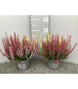 Calluna beauty lady Trio Ø 13