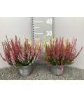 Calluna beauty lady Trio Ø 12