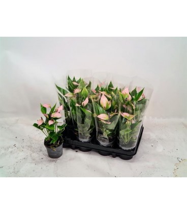 Anthurium Nano Sweet Ø 09