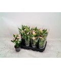 Anthurium Nano Sweet Ø 09