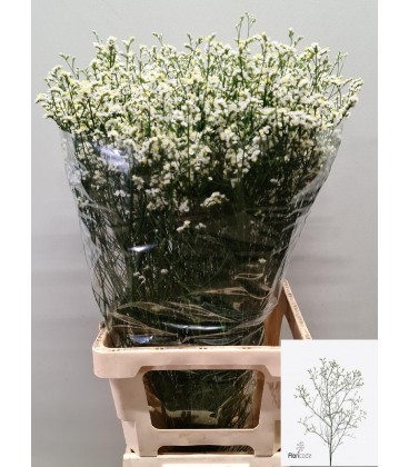 Limonium blanc 