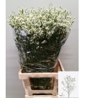 Limonium blanc 60 cm