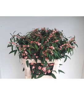 Euphorbe Pink baron 80 cm