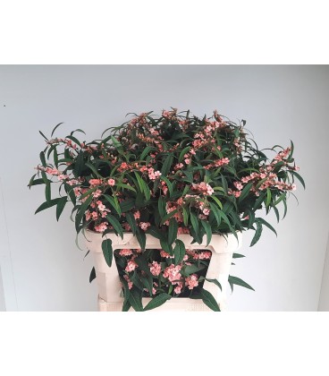 Euphorbe Pink baron 70 cm