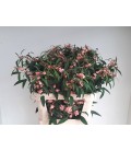 Euphorbe Pink baron 70 cm