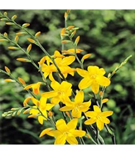 Crocosmia Davison 65 cm