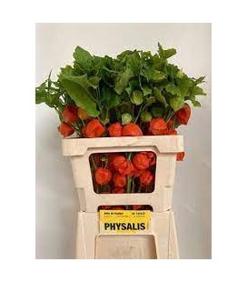 Physalis Lampion Tak 60 cm