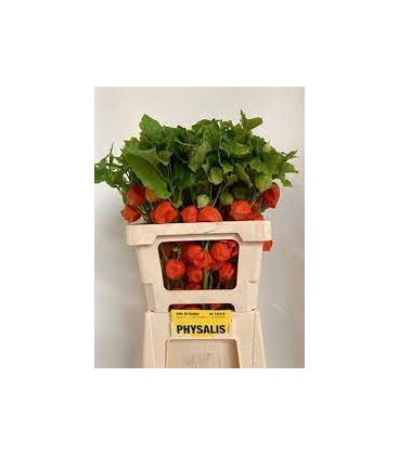 Physalis Lampion Tak 60 cm