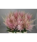 Astilbe Erika 70 Cm