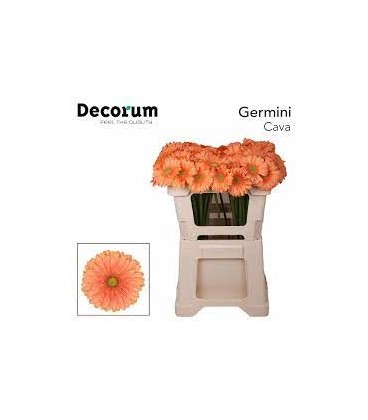 Germini Cava 