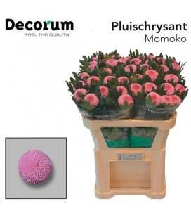 Chrysantheme G Monoko 70 cm