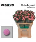 Chrysantheme G Monoko 70 cm