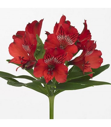Asltromeria Nadia 80 cm