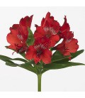 Alstromeria Nadia 75 cm