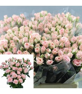 Rose Branchue Lydia 40 cm
