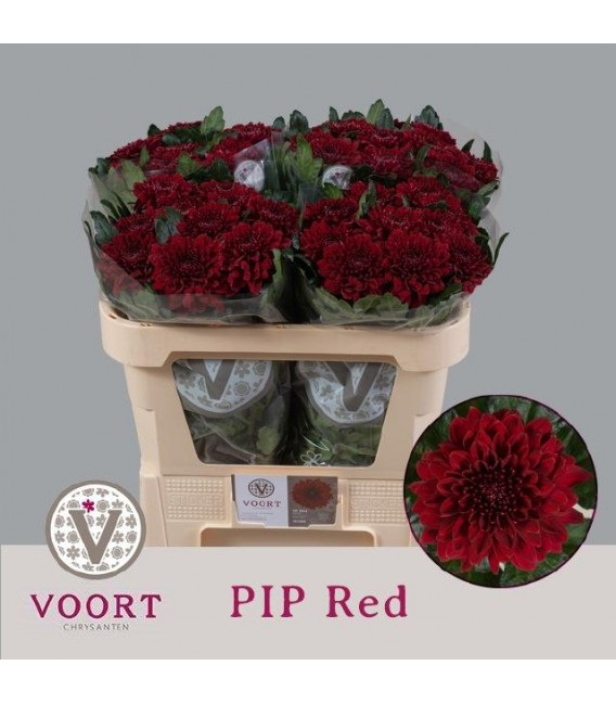 Chrysantheme G pip Red 70 cm