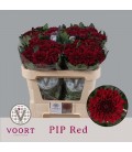 Chrysantheme G pip Red 70 cm