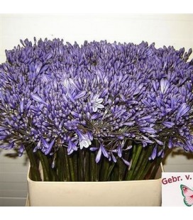 Agapanthe Bleue 80 cm