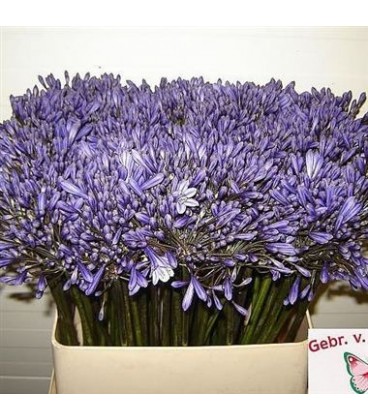 Agapanthe Bleue 85 cm