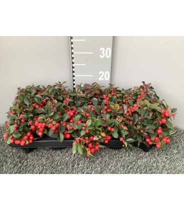 Gaulteria pot de 10.5