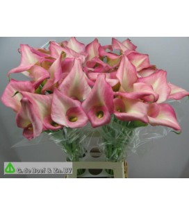 Calla Candy Dream 70 cm