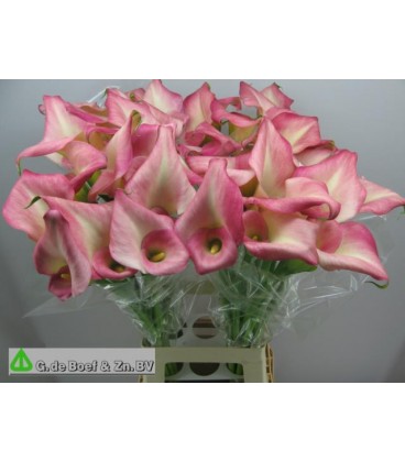 Calla Candy Cream 80 cm